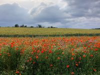 Hambach blüht 2021